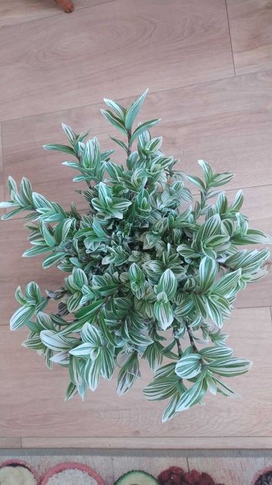 Рослина кімнатна