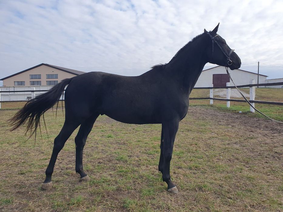 Продам коня мерин