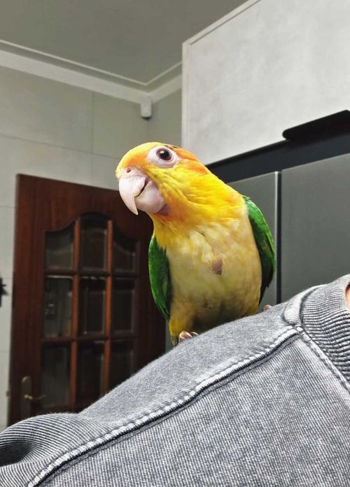 Pionite Leucogaster - Macho Criado a mão - Simplesmente adorável - Marianinha Canela