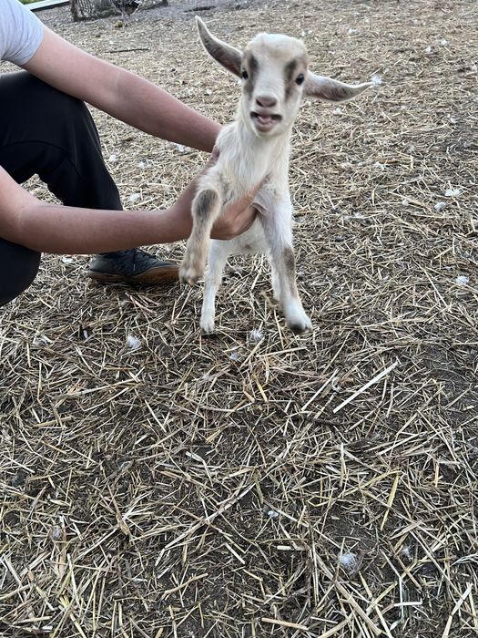 Tenho cabras anas para venda 2 machos