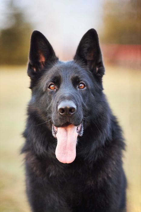 Owczarek niemiecki krótkowłosy Owczarki niemieckie krótkowłose