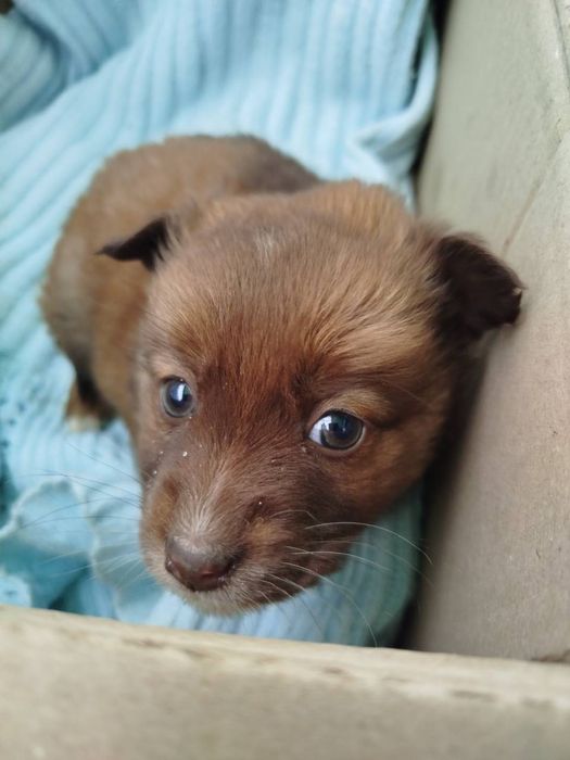 Цуценятка в добрі рученята