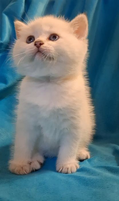 Дружелюбные котята