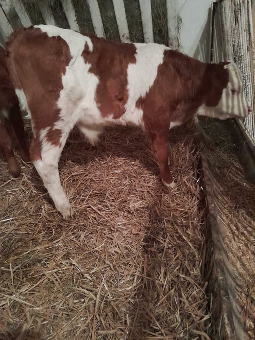 Byczki cielaki sprzedam