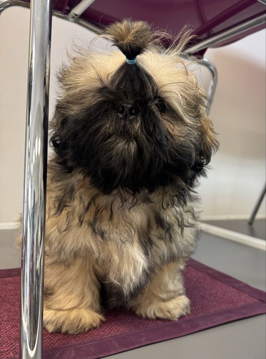 Shih Tzu Zkwp FCI. Śliczny szczeniak