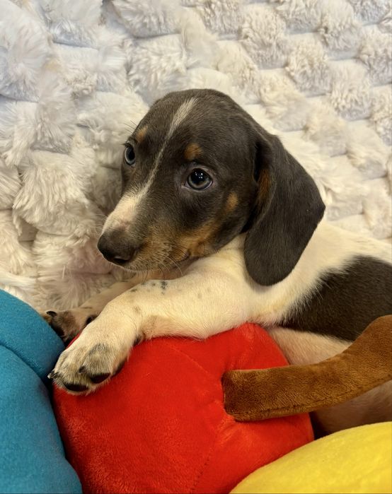 Jamnik min. - piesek blue piebald