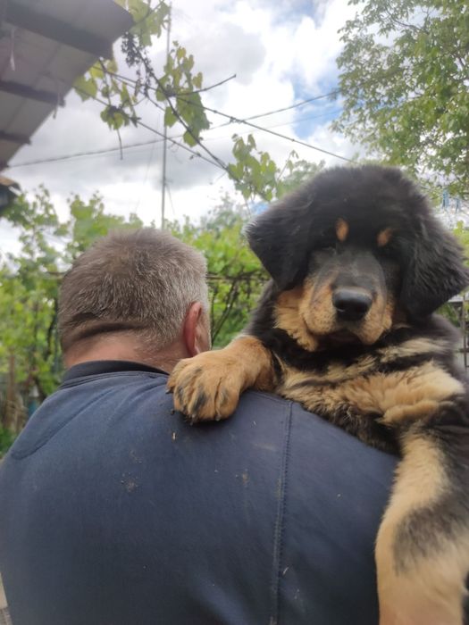 Тібецький мастіф  дівчинка