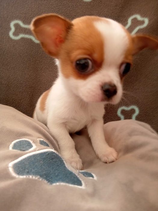 Чихуахуа міні хлопчик