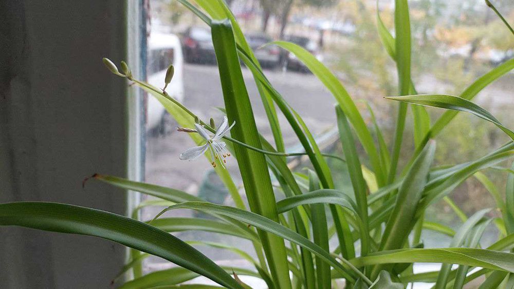 Хлорофітум та каланхое (підлітки)