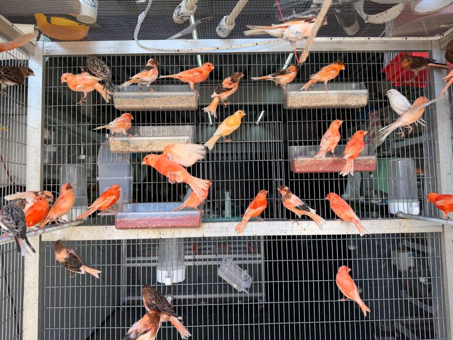 Canários novos e reprodutores