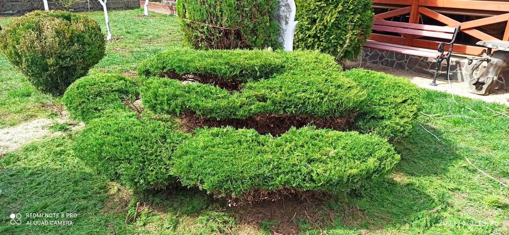 стрижка дерев декоративна (топіар) - хвойників, чагарників, фруктових