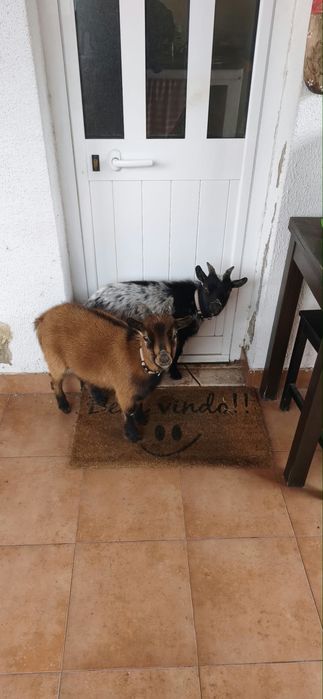 Duas cabras anãs macho 100€