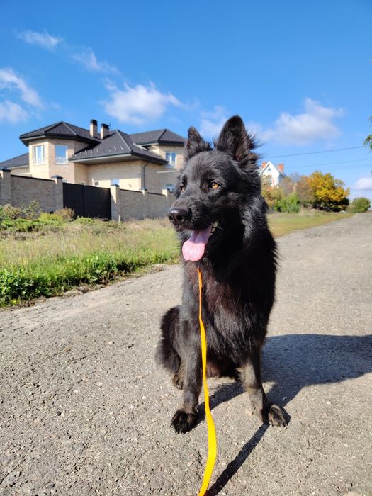 Кобель для вязки черная длинношерстная немецкая овчарка