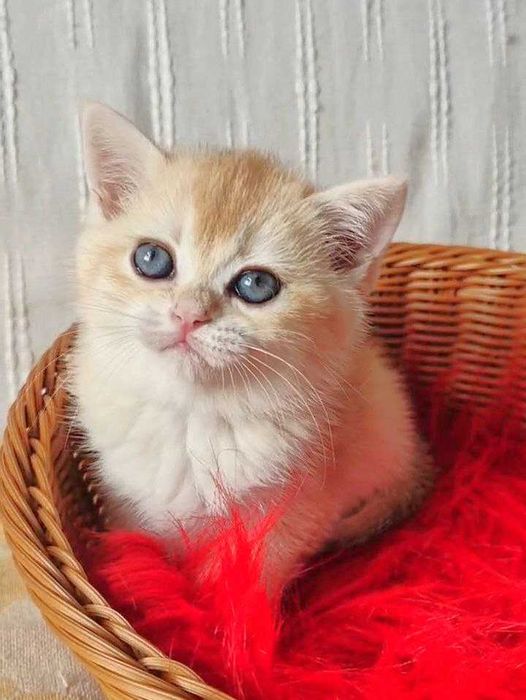 Шотландские котята (ЗОЛОТАЯ ШИНШИЛЛА)