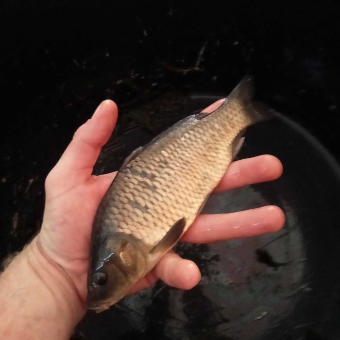Karp Amur Karaś Lin Jesiotr Koi Narybek Ryby do stawu !