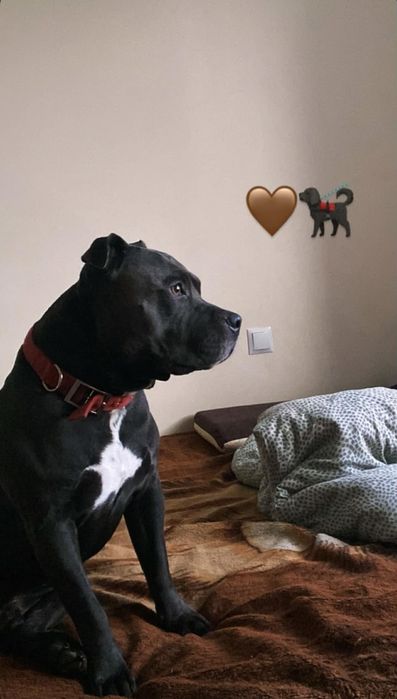 Piękny amstaff zaprasza