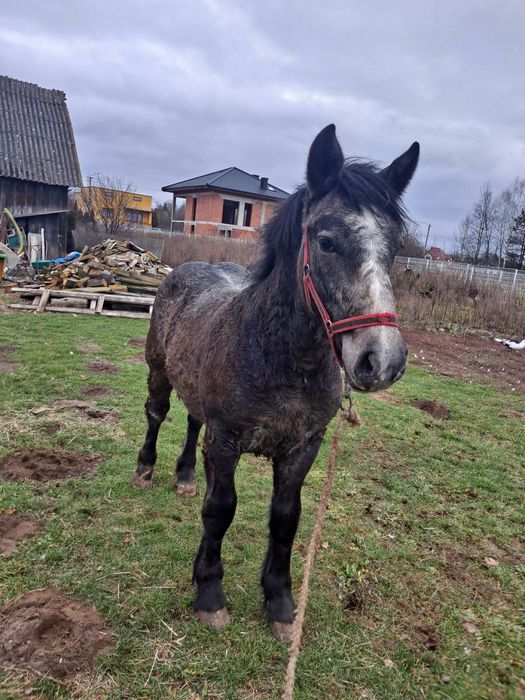 Ogierek zimnokrwisty siwy