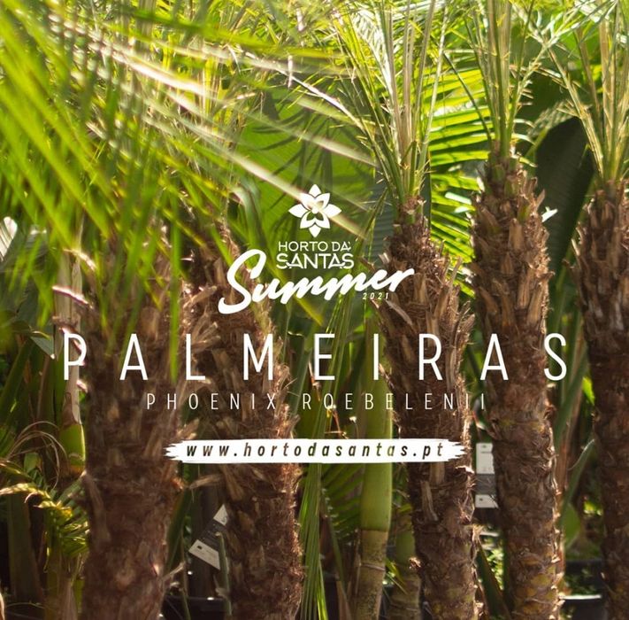 Phoenix roebellini - Palmeiras - 50CM-300CM