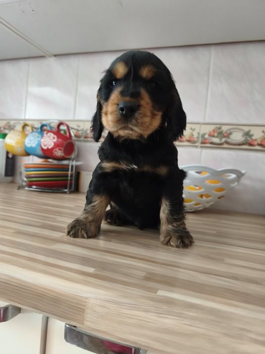 Piesek Cocker spaniel angielski