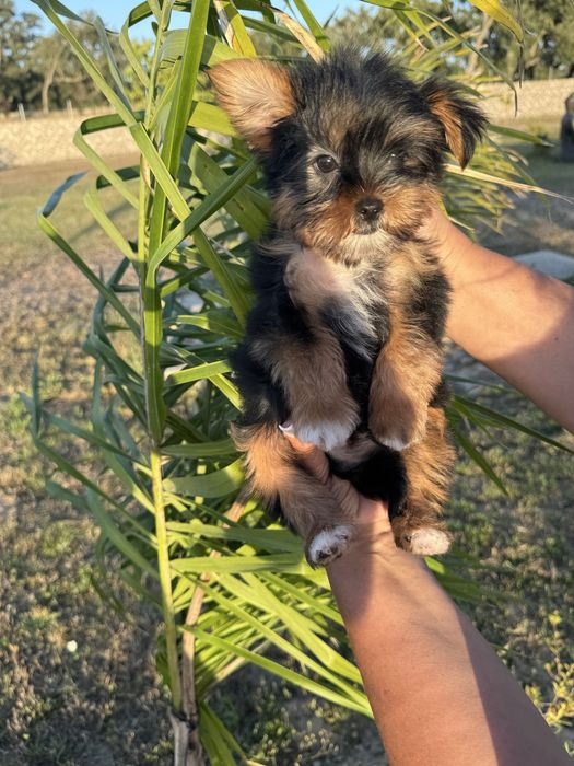 Yorkshire Terrier linha Russa
