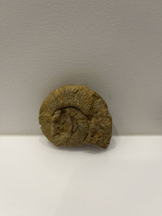 Minerais e fosseis (cada uma com um preço)