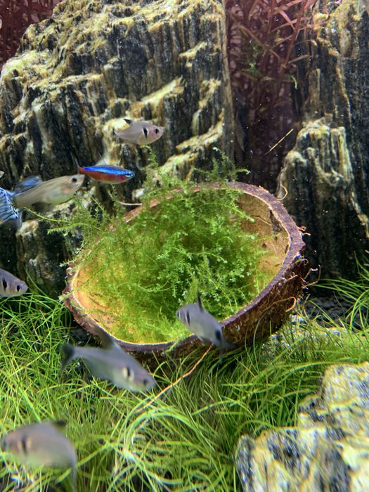 Mech jawajski jawa moss duża porcja