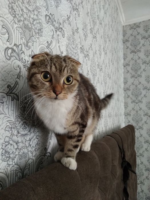кішечка британка