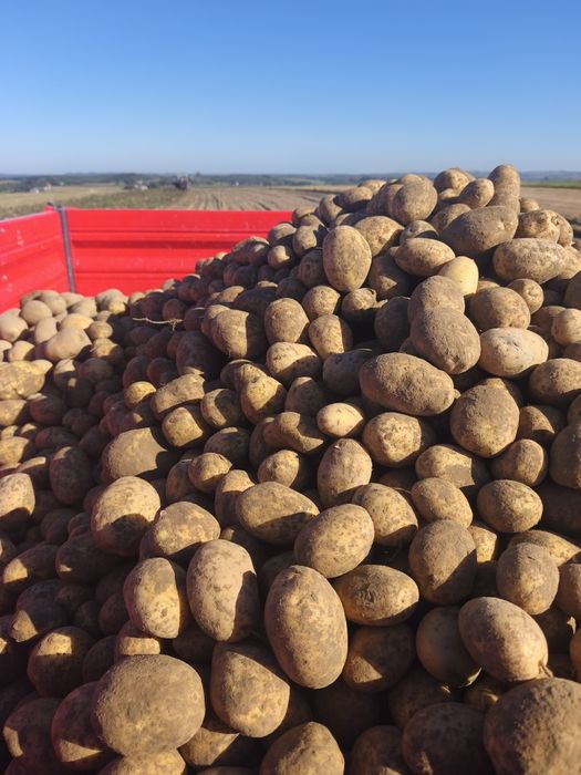 Ziemniak Soraya,Lili wielkości sadzeniaka