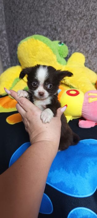 Шоколадный мальчик чихуахуа мини