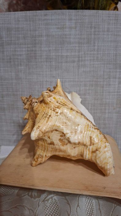 Продам  мушлі Стромбуса та Рапана