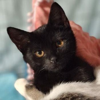 Kurkuma - kotka, kotek, kot do adopcji