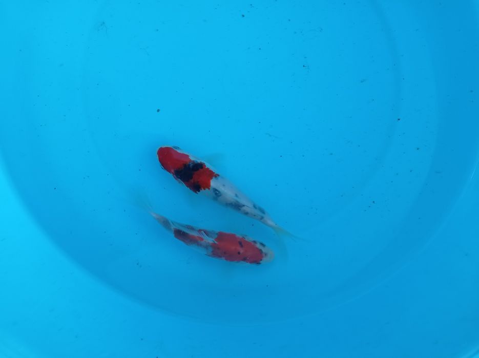 Carpas koi selecionadas