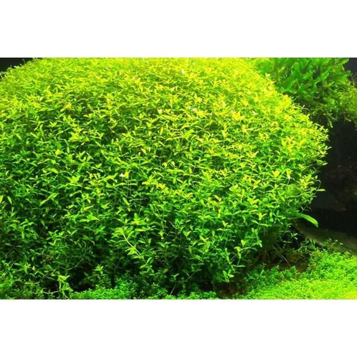 Emianthus Micranthemoides