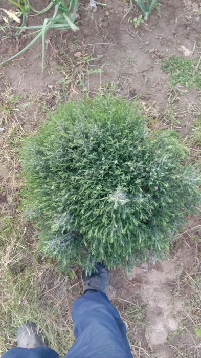 Лаванда кущі 3 річні