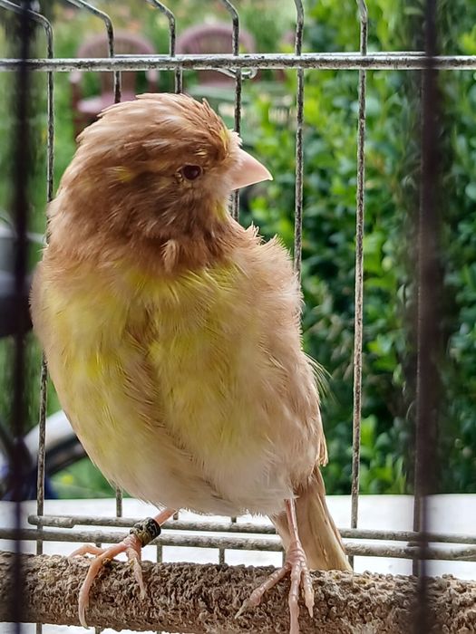 Sprzedam kanarki mlode