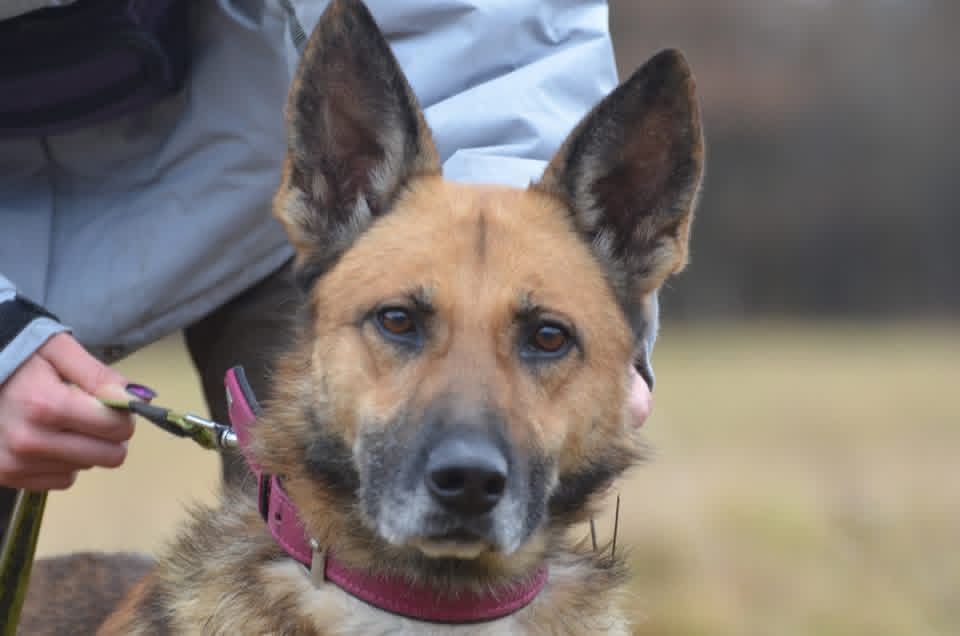 Rumia w typie owczarka belgijskiego- do adopcji