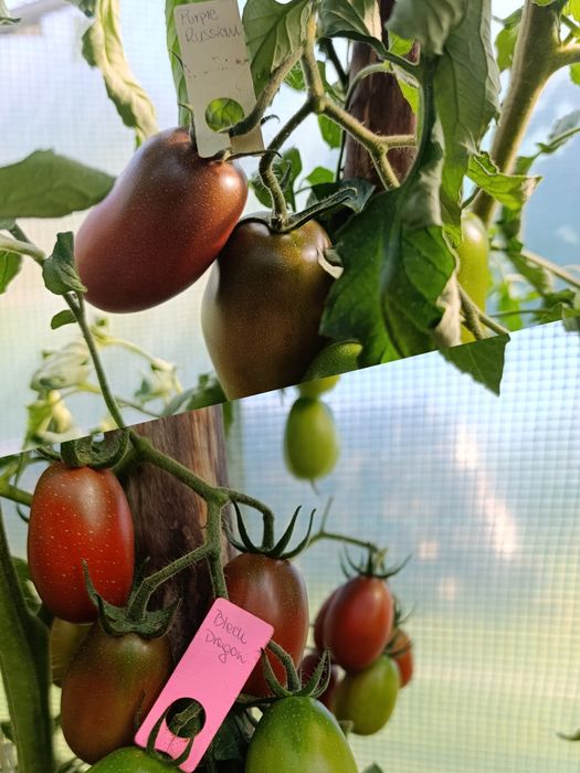 Nasiona pomidora kolekcjonerskie