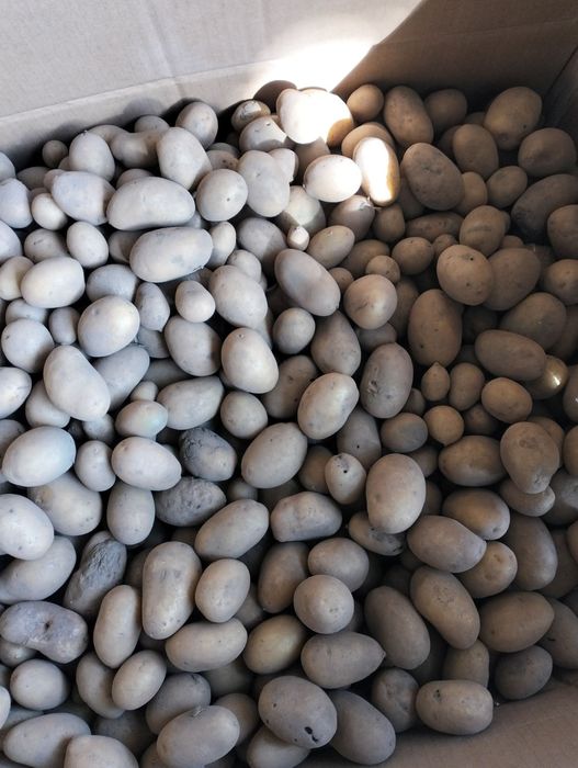 Домашня картопля