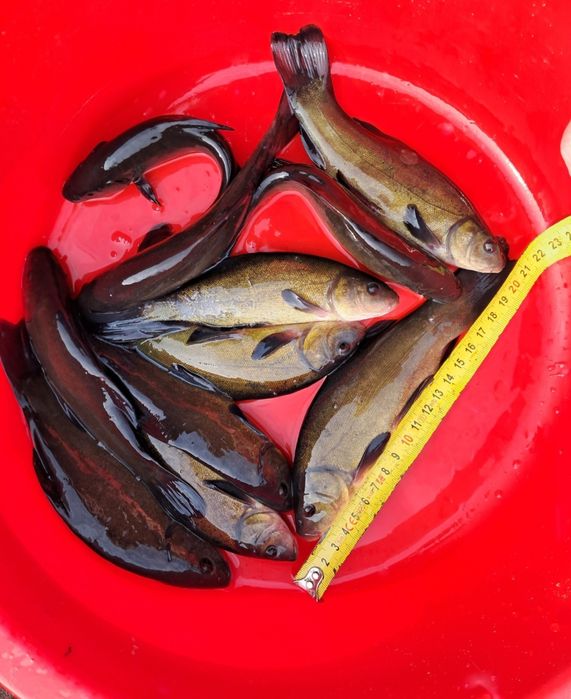 Lin narybek 14-18cm. Karp, amur, Jesiotr