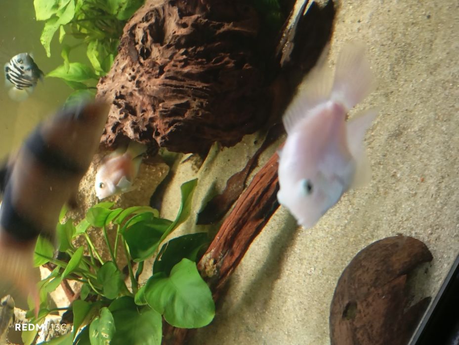 Peixe papagaio anao branco