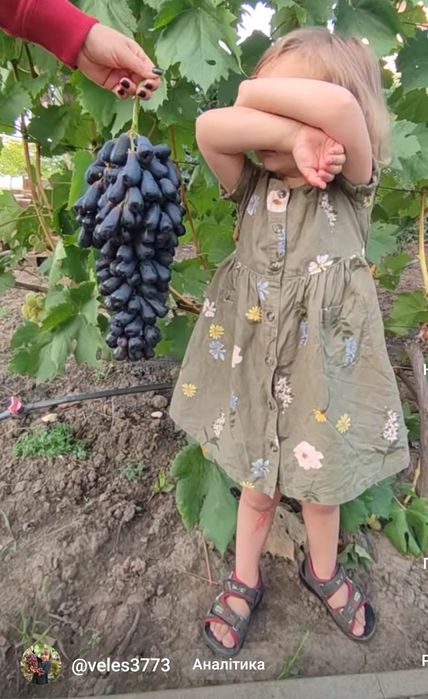Саджанці винограду Аватар,  Азія, Динька, Емір, Флагман,