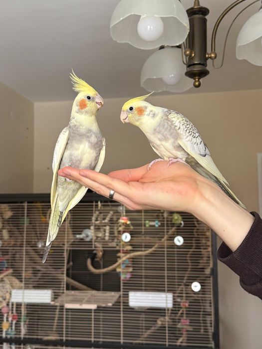 REZERWACJA Papuga nimfa - oswojone - zadbane - młode [samce]