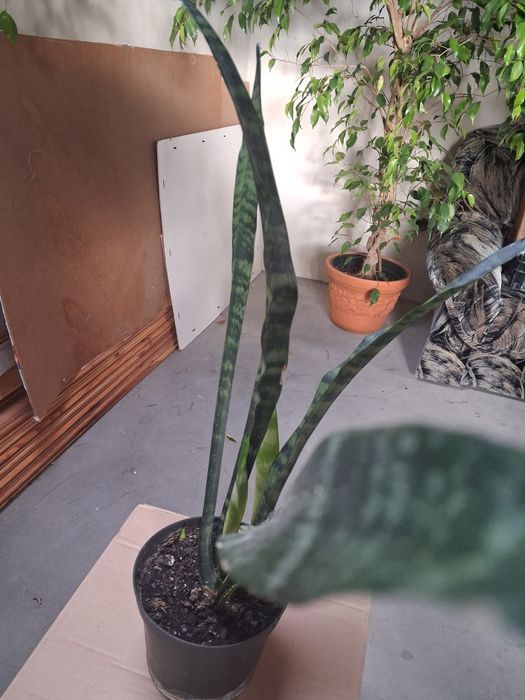 Sanseviera- kwiatek doniczkowy