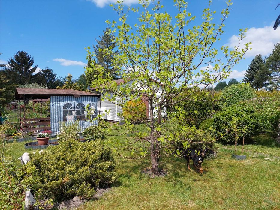 Działka ROD Nadarzyn