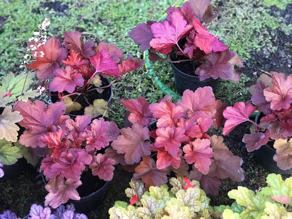 Гейхери сортові в наявності