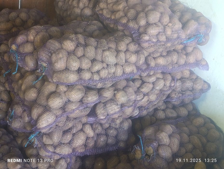 Насіння картоплі Арізона