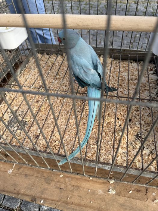 Ring necks adultos e novos