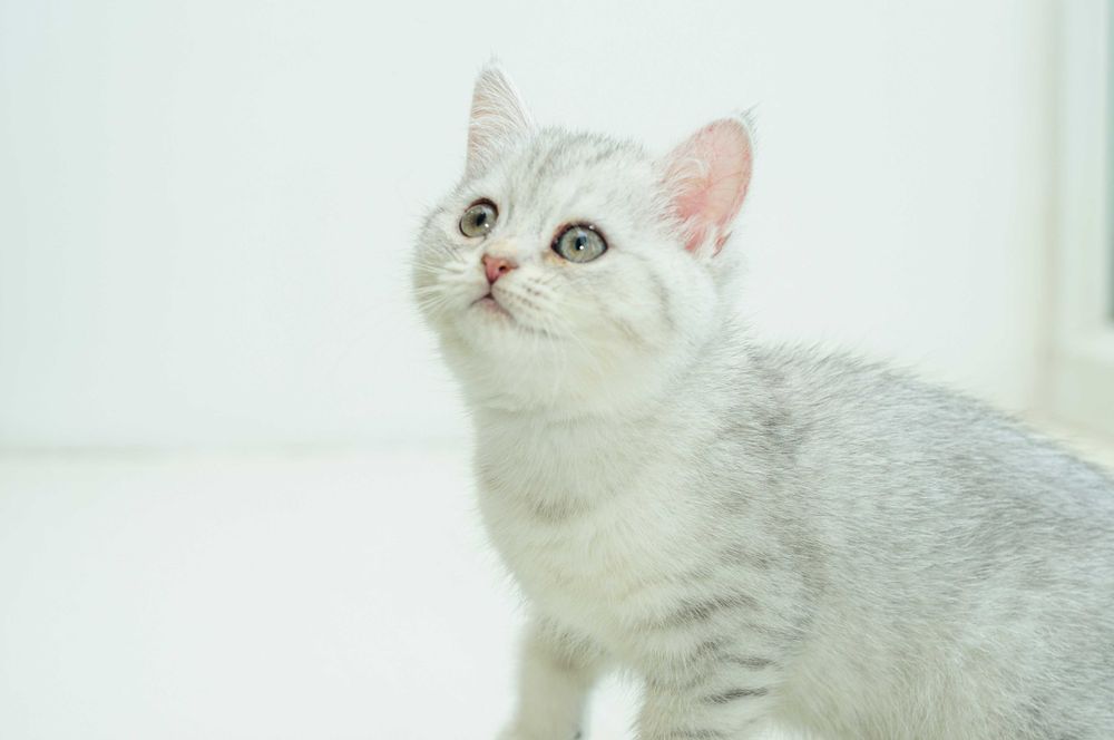 Скоттиш страйт/шотландский котенок девочка/ шиншилла из питомника