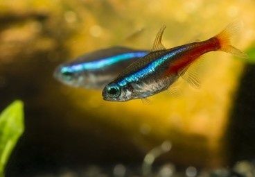 Vento  Peixe Néon