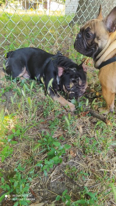 Француз ищет француженку